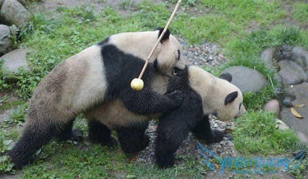 熊猫嘿嘿嘿全程直播:我再也无法直视国宝了