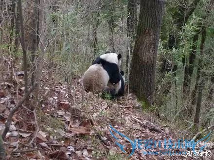 熊猫嘿嘿嘿全程直播:我再也无法直视国宝了