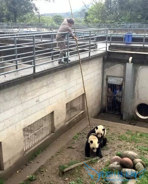 熊猫嘿嘿嘿全程直播:我再也无法直视国宝了