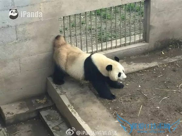 熊猫嘿嘿嘿全程直播:我再也无法直视国宝了