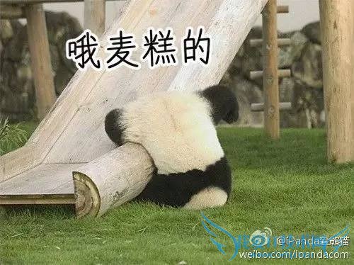 熊猫嘿嘿嘿全程直播:我再也无法直视国宝了