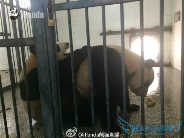 熊猫嘿嘿嘿全程直播:我再也无法直视国宝了