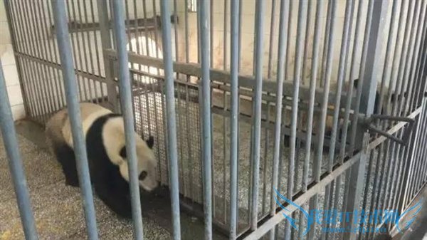 熊猫嘿嘿嘿全程直播:我再也无法直视国宝了