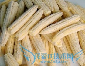 秋收嫩玉米冬吃鲜玉米