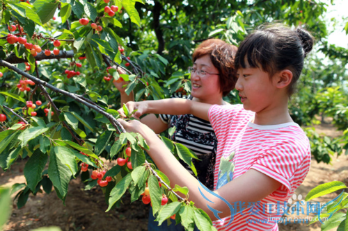 有机樱桃采摘攻略
