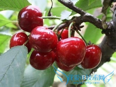 有机樱桃采摘攻略