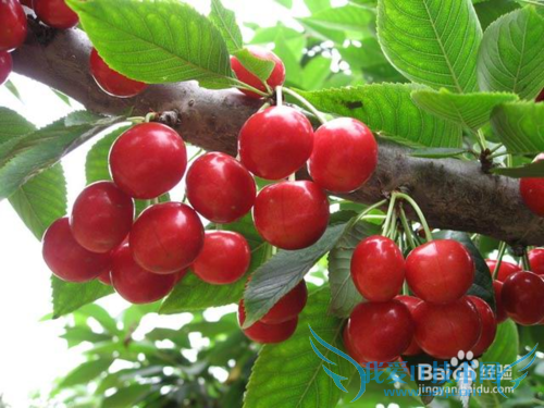 有机樱桃采摘攻略