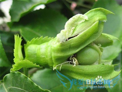 如何给百香果授粉