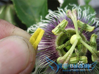 如何给百香果授粉