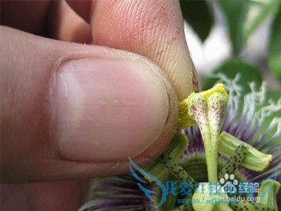 如何给百香果授粉