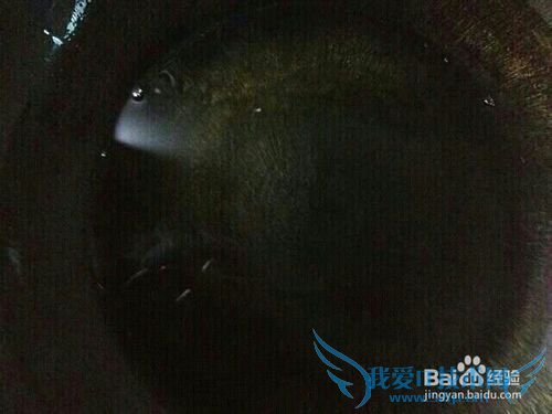 蒜蓉豆腐的做法