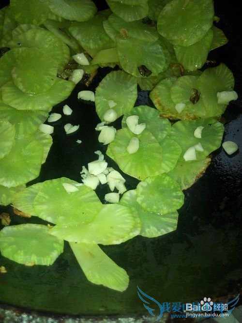 素炒蒜香青笋片