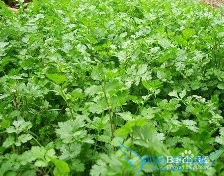 如何做内酯豆腐汤