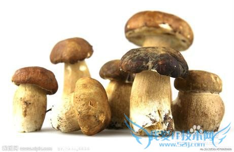 蘑菇炒肉的技巧