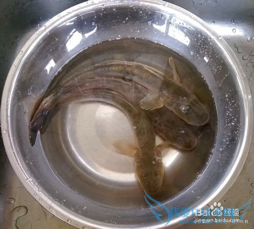 鲜美之极的清炖鱼羊鲜