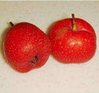 鲜美的清炖羊肉汤