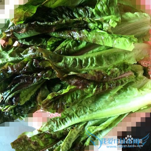 麻香素炒莴苣叶