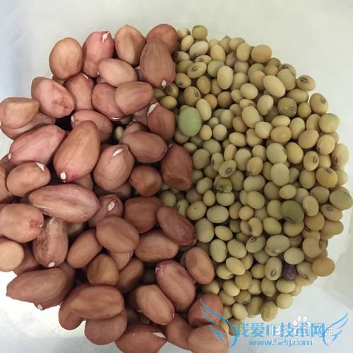 有韧性的胆水豆腐