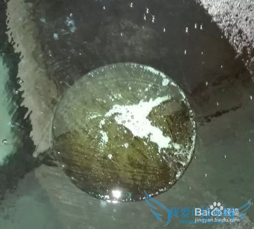 红烧豆腐罗非鱼