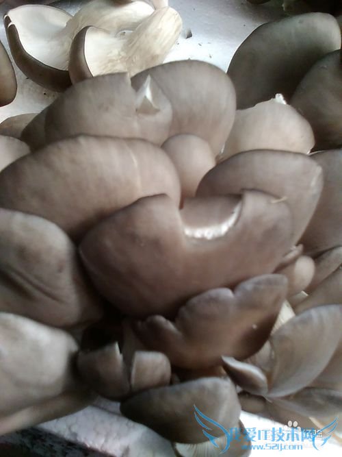 怎样做好吃鲜美的鱼头豆腐汤