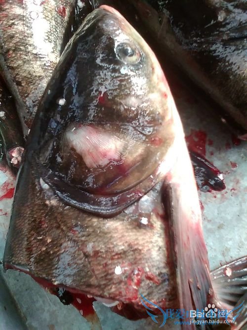 怎样做好吃鲜美的鱼头豆腐汤