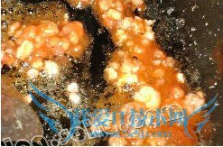 滑滑溜溜脆皮日本豆腐的做法