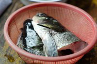 鱼头嫩豆腐汤做法