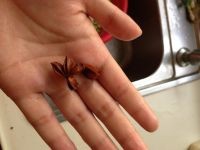 如何自做麻婆豆腐,小伙伴们速来观看