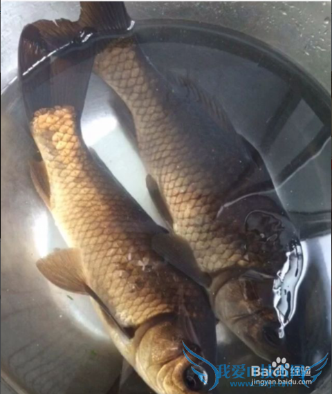 下奶神器---鲫鱼豆腐汤