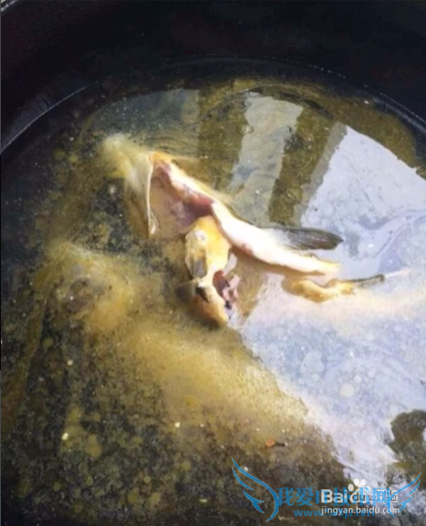 下奶神器---鲫鱼豆腐汤