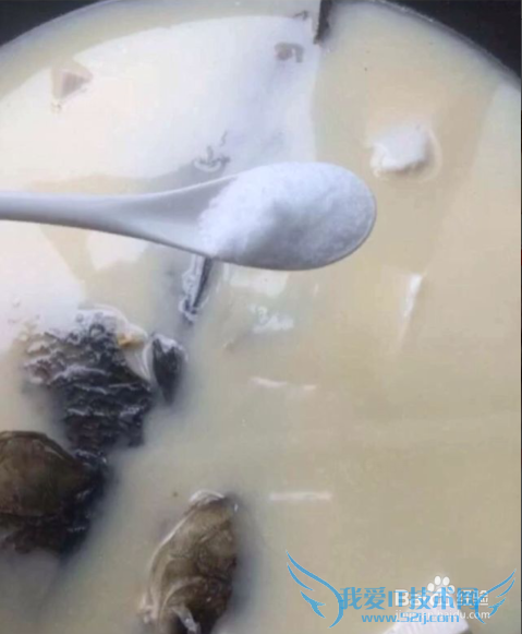 下奶神器---鲫鱼豆腐汤