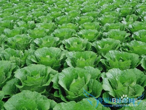 如何分辨甲醛白菜