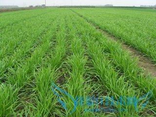 �����ֲ�²�