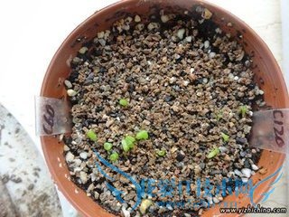 �����ֲ�²�