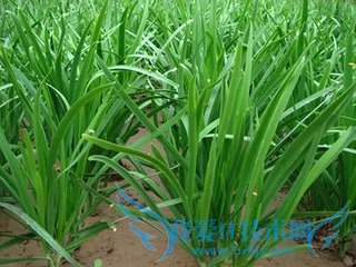 �����ֲ�²�