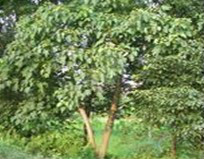 正安特产灰豆腐果做法