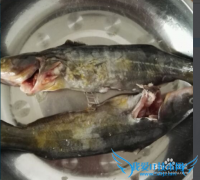 <font color='#000000'>㶹-</font>