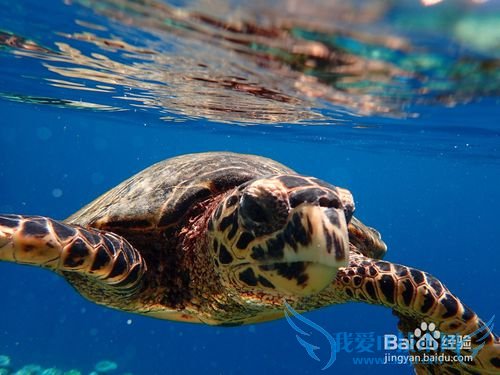 马尔代夫鲁滨逊岛游记