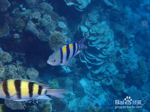 马尔代夫鲁滨逊岛游记