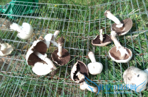 中国66 号公路自驾游全攻略