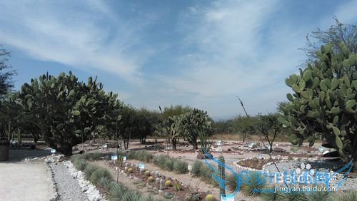 墨西哥旅游攻略八:帕丘卡、图拉