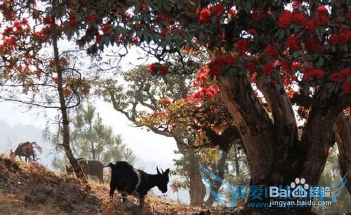 苍山西坡大花园 旅游攻略