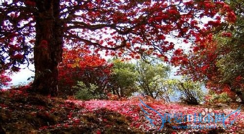 苍山西坡大花园 旅游攻略