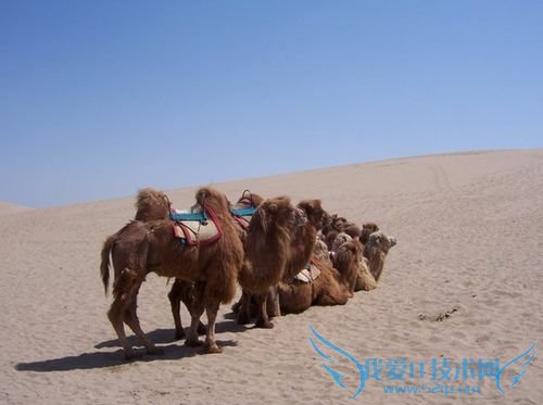 银川旅游不得不做的几件事