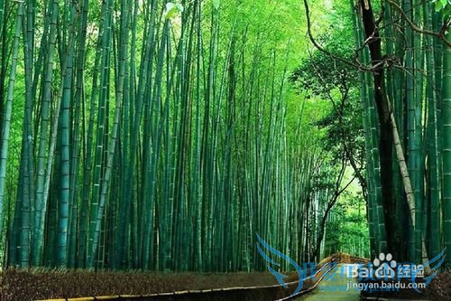 上海自驾到常州溧阳南山竹海景区旅游攻略