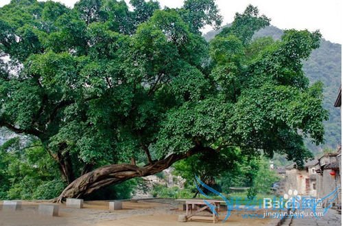 镇远古镇旅游住宿攻略!