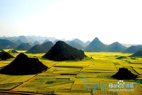 云南罗平油菜花节旅游攻略