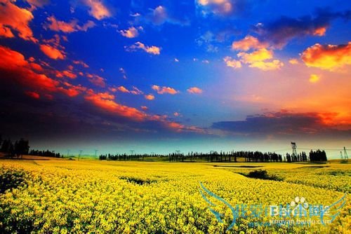 云南罗平油菜花节旅游攻略