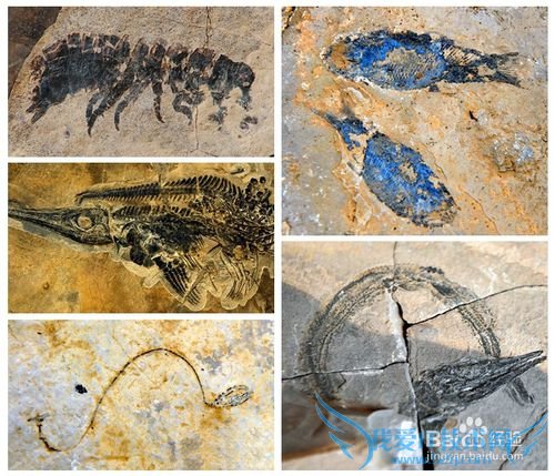 云南罗平油菜花节旅游攻略