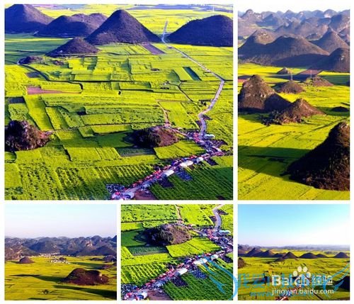 云南罗平油菜花节旅游攻略